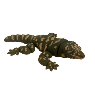 Leachieanus gekko